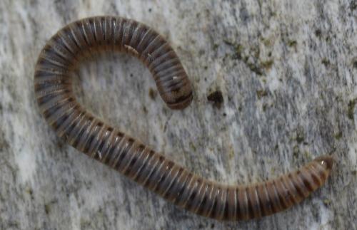 Cylindroiulus punctatus